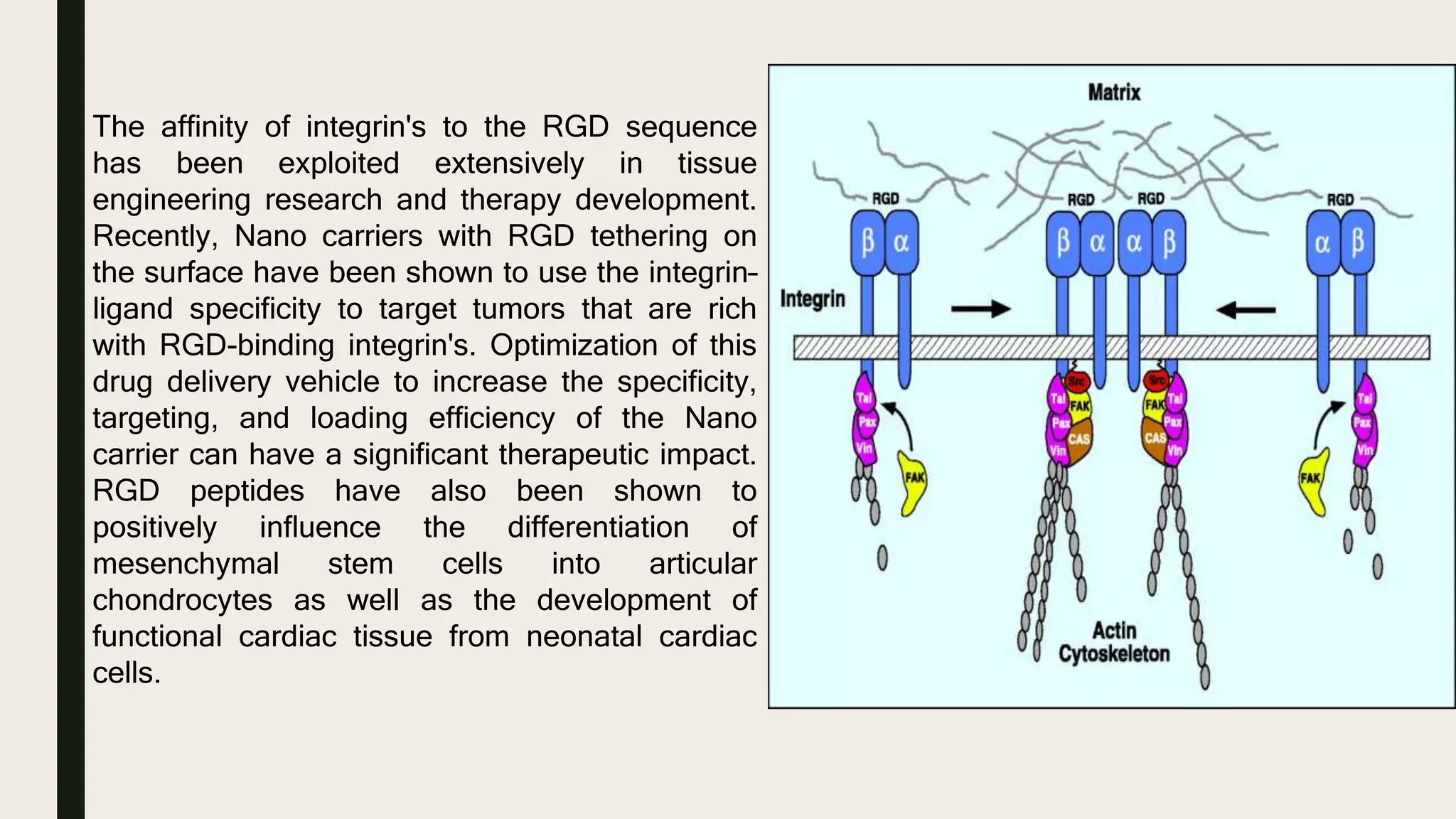 The affinity of integrin's to the RGD sequence
has been exploited extensively in tissue
engineering research and therapy development.
Recently, Nano carriers with RGD tethering on
the surface have been shown to use the integrin–
ligand specificity to target tumors that are rich
with RGD-binding integrin's. Optimization of this
drug delivery vehicle to increase the specificity,
targeting, and loading efficiency of the Nano
carrier can have a significant therapeutic impact.
RGD peptides have also been shown to
positively influence the differentiation of
mesenchymal stem cells into articular
chondrocytes as well as the development of
functional cardiac tissue from neonatal cardiac
cells.
 