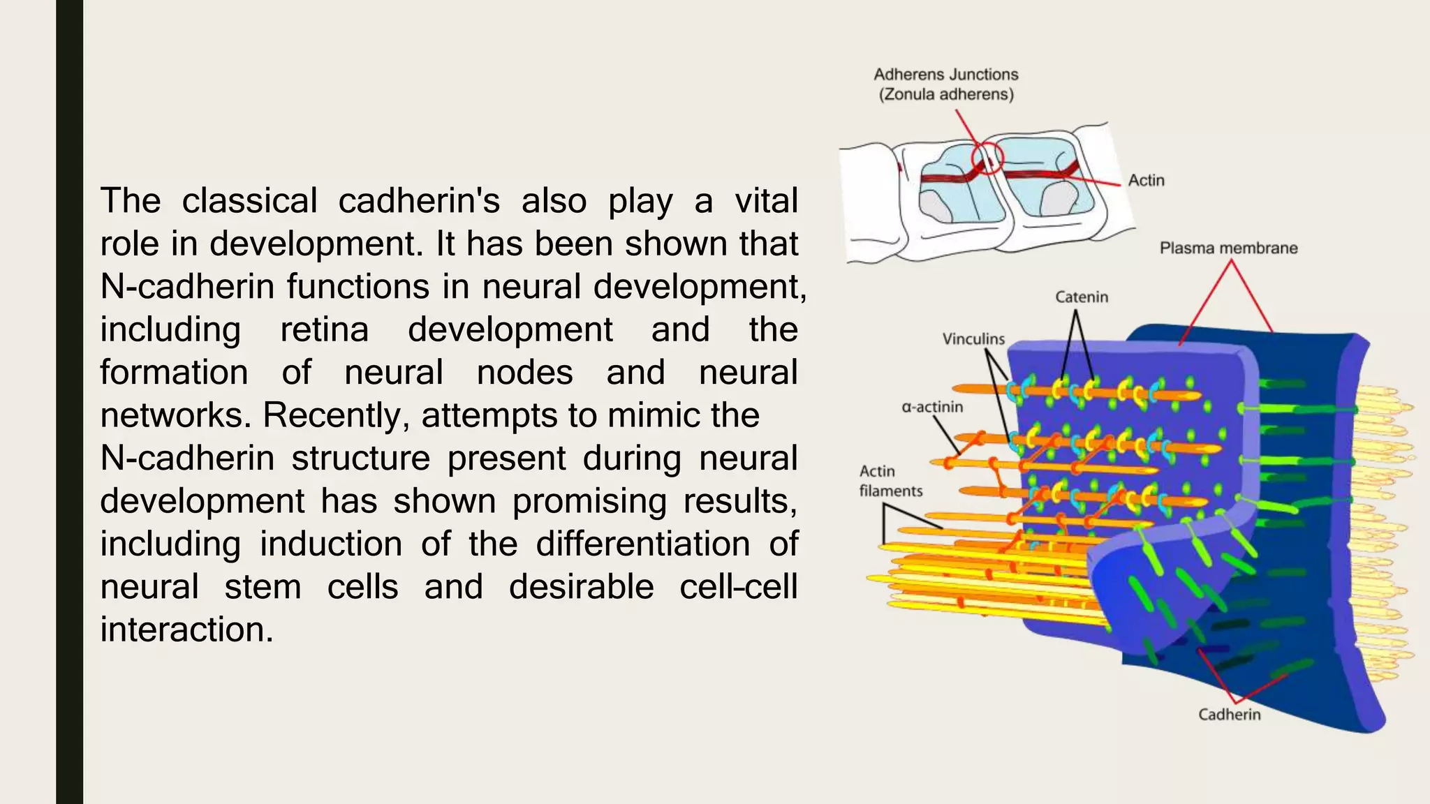 The classical cadherin's also play a vital
role in development. It has been shown that
N-cadherin functions in neural development,
including retina development and the
formation of neural nodes and neural
networks. Recently, attempts to mimic the
N-cadherin structure present during neural
development has shown promising results,
including induction of the differentiation of
neural stem cells and desirable cell–cell
interaction.
 