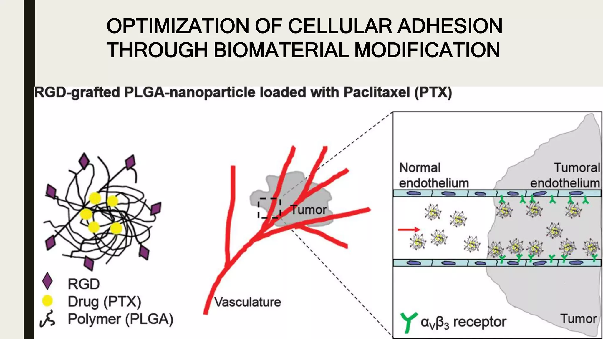 OPTIMIZATION OF CELLULAR ADHESION
THROUGH BIOMATERIAL MODIFICATION
 