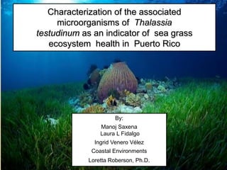 Characterization of the associated
     microorganisms of Thalassia
testudinum as an indicator of sea grass
   ecosystem health in Puerto Rico




                      By:
                 Manoj Saxena
                 Laura L Fidalgo
               Ingrid Venero Vélez
              Coastal Environments
             Loretta Roberson, Ph.D.
 