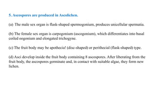 5. Ascospores are produced in Ascolichen.
(a) The male sex organ is flask-shaped spermogonium, produces unicellular spermatia.
(b) The female sex organ is carpogonium (ascogonium), which differentiates into basal
coiled oogonium and elongated trichogyne.
(c) The fruit body may be apothecia! (disc-shaped) or perithecial (flask-shaped) type.
(d) Asci develop inside the fruit body containing 8 ascospores. After liberating from the
fruit body, the ascospores germinate and, in contact with suitable algae, they form new
lichen.
 