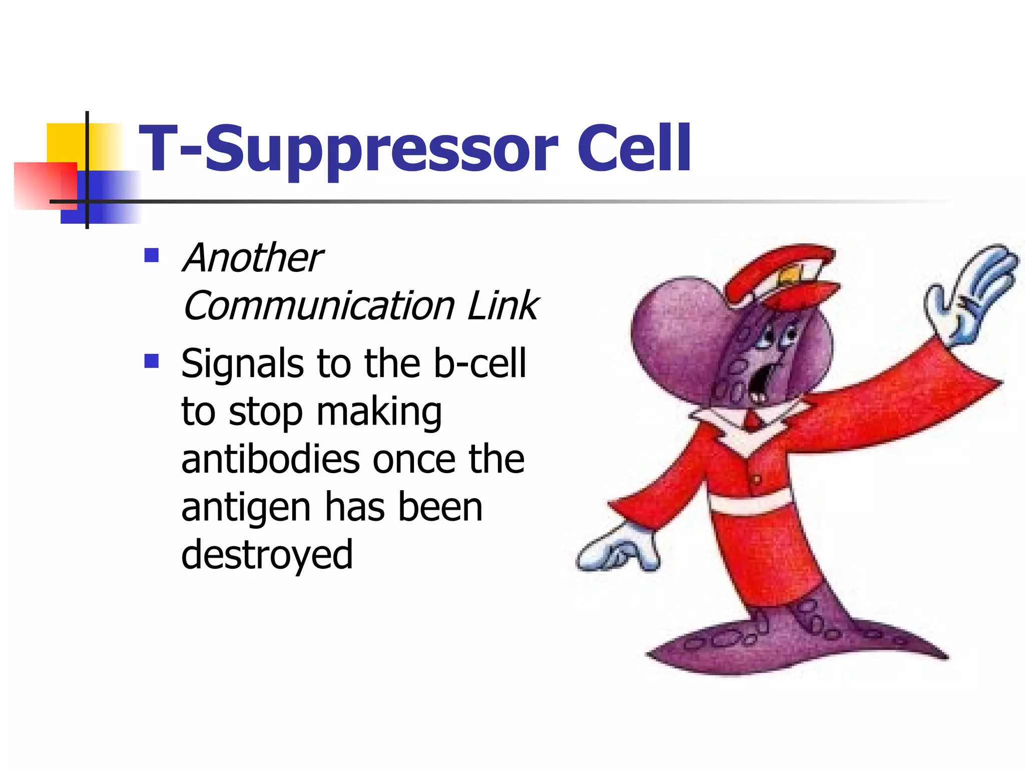 T-Suppressor Cell Another Communication Link Signals to the b-cell to stop making antibodies once the antigen has been destroyed