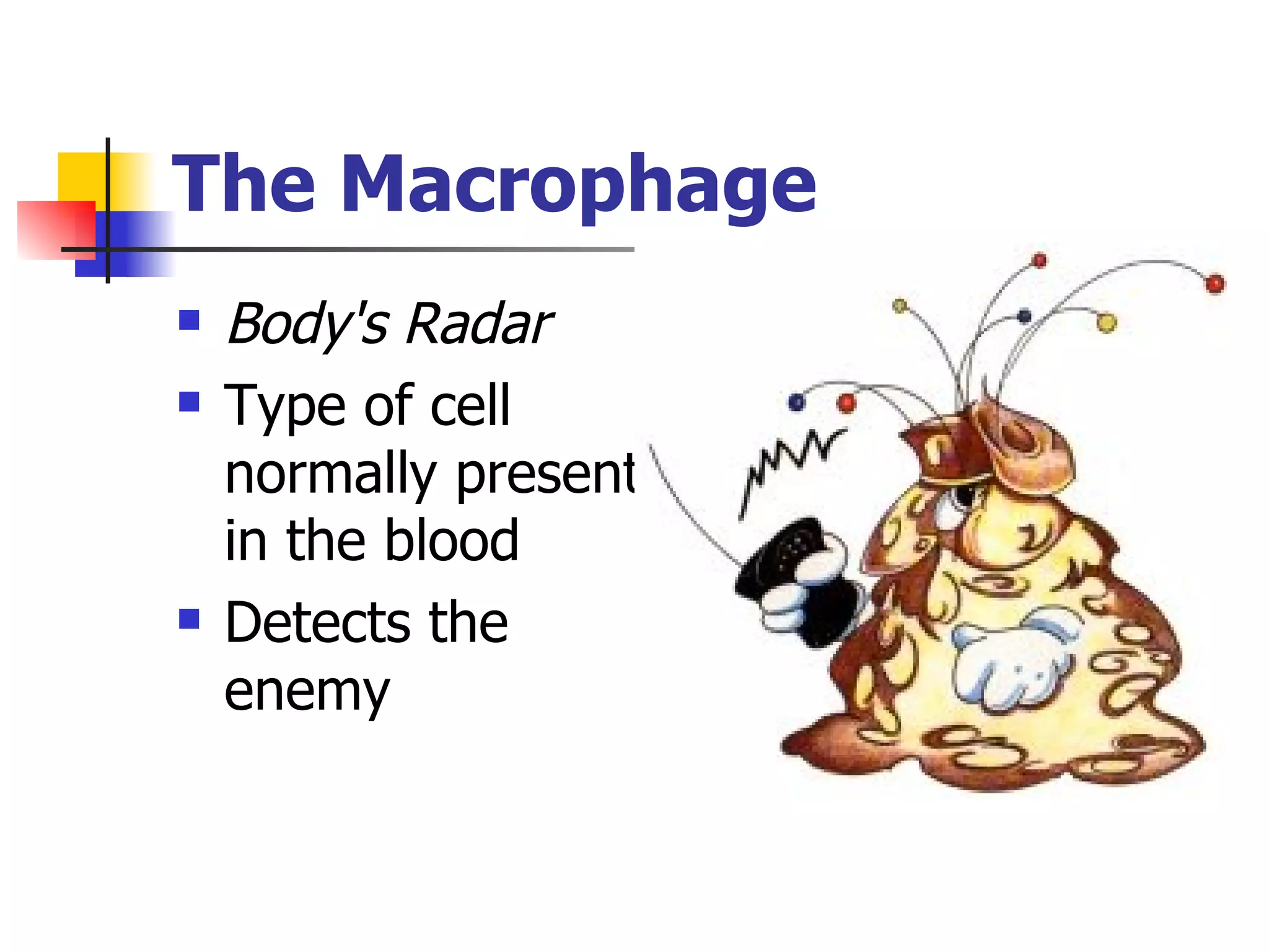 The Macrophage Body's Radar Type of cell normally present in the blood Detects the enemy