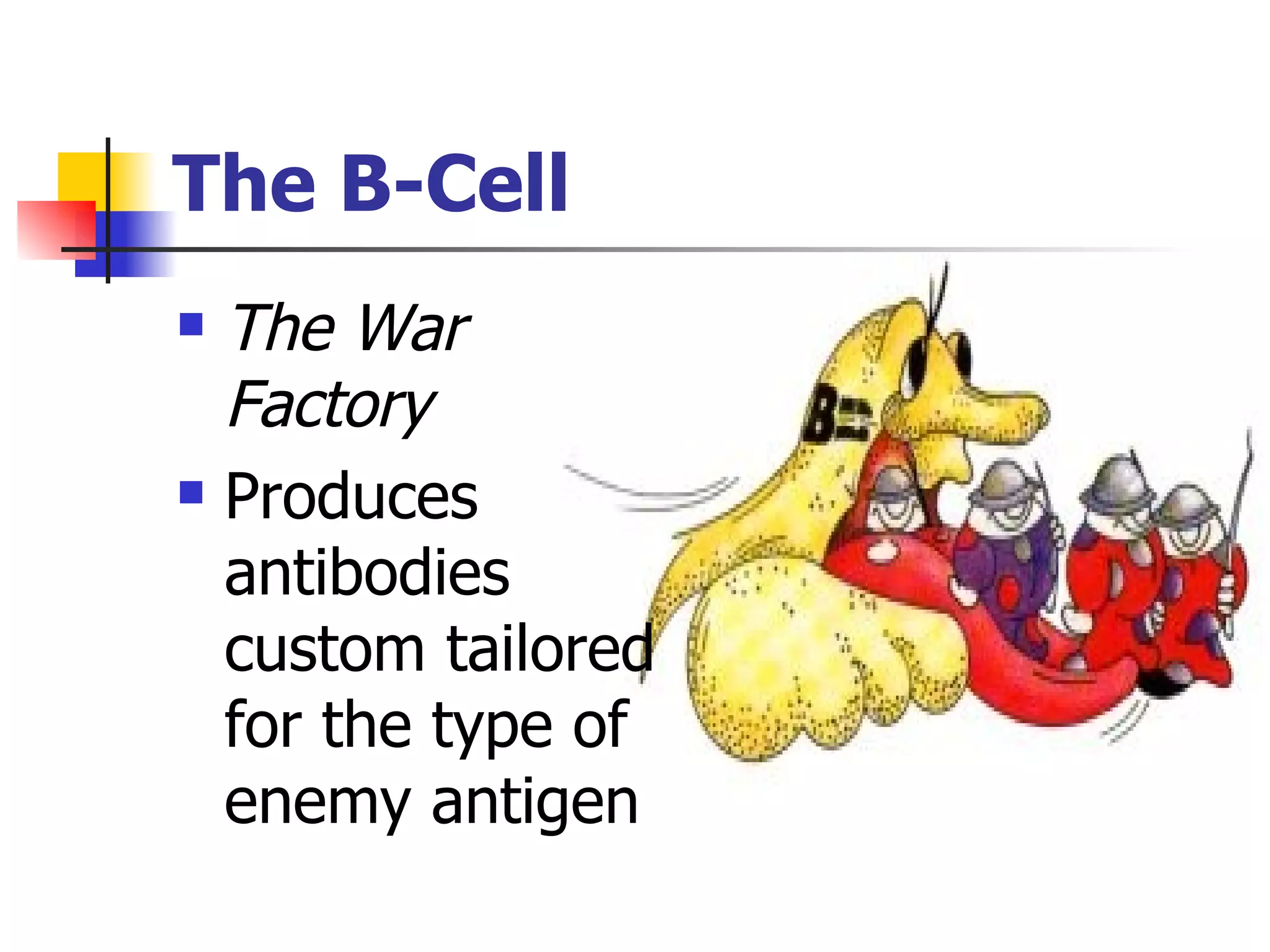 The B-Cell The War Factory Produces antibodies custom tailored for the type of enemy antigen