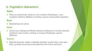A. Vegetative characters:
Habit:
 Plants are mostly herbs, shrubs or a few climbers (Thunbergia)-, some
xerophytes (Barleria, Blepharis, Acanthus), aquatic (Asteracantha longifolia).
Root:
 Branched tap root system.
Stem:
 Aerial, erect, underground (Ruellia tuberosa), herbaceous or woody, branched
cylindrical, node swollen, climbing or twining (Thunbergia), spinous
(Barleria).
Leaves:
 Opposite decussate, simple, exstipulate, petiolate, usually entire, acute apex,
hairy, cystoliths are present in the epidermal cells of stem and leaves.
 