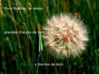 Para finalizar, te deseo:

grandes charcos de lodo ...

y dientes de león.

 