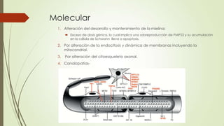 Molecular
 1. Alteración del desarrollo y mantenimiento de la mielina;
       Exceso de dosis génica, lo cual implica una sobreproducción de PMP22 y su acumulación
        en la célula de Schwann lleva a apoptosis.

 2. Por alteración de la endocitosis y dinámica de membranas incluyendo la
    mitocondrial.
 3.   Por alteración del citoesqueleto axonal.
 4. Canalopatías-
 