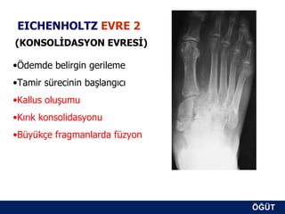EICHENHOLTZ EVRE 2
(KONSOLİDASYON EVRESİ)

•Ödemde belirgin gerileme
•Tamir sürecinin başlangıcı
•Kallus oluşumu
•Kırık konsolidasyonu
•Büyükçe fragmanlarda füzyon




                               ÖĞÜT
                                ÖĞÜT
 