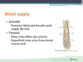 Blood supply
t
 Arterial:
◦ Posterior tibial and dorsalis pedis
supply the foot
 Venous:
◦ Deep veins follow the arteries
◦ Superficial veins arise from dorsal
venous arch
 