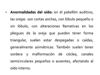 

Anormalidades del oído: en el pabellón auditivo,
las orejas son cortas anchas, con lóbulo pequeño o
sin lóbulo, con alteraciones llamativas en los

pliegues de la oreja que pueden tener forma
triangular, suelen estar despegadas o caídas,
generalmente asimétricas. También suelen tener
sordera y malformación de cóclea, canales
semicirculares pequeños o ausentes, afectando al

oído interno.

 