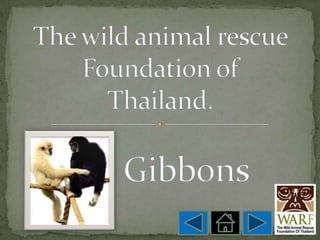 The wild animal rescue Foundation of Thailand.Gibbons 
