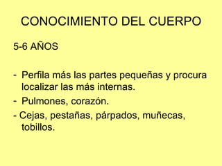 CONOCIMIENTO DEL CUERPO 5-6 AÑOS Perfila más las partes pequeñas y procura localizar las más internas. Pulmones, corazón. - Cejas, pestañas, párpados, muñecas, tobillos. 