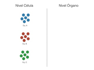 Nivel Célula Nivel Órgano 
Eq. A 
Eq. B 
Eq. C 
 