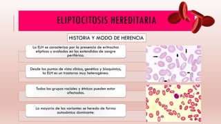 ELIPTOCITOSIS HEREDITARIA
HISTORIA Y MODO DE HERENCIA
La ELH se caracteriza por la presencia de eritrocitos
elípticos u ovalados en los extendidos de sangre
periférica.
Desde los puntos de vista clínico, genético y bioquímico,
la ELH es un trastorno muy heterogéneo.
Todos los grupos raciales y étnicos pueden estar
afectados.
La mayoría de las variantes se hereda de forma
autosómica dominante.
 