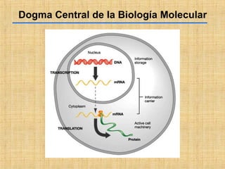 Dogma Central de la Biología Molecular
 