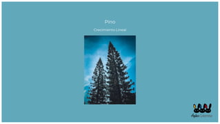 Pino
Crecimiento Lineal
 