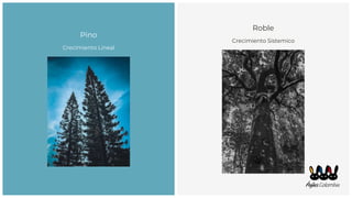 Pino
Crecimiento Lineal
Roble
Crecimiento Sistemico
 