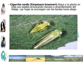 - Cigarrita verde (Empoasca kraemeri) Ataca a la planta en
   toda sus edades provocando clorosis o amarillamiento del
   follaje. Las hojas se encrespan con los bordes hacia abajo.
 