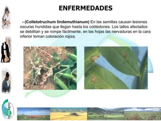 ENFERMEDADES
  - (Colletotruchum lindemuthianum) En las semillas causan lesiones
oscuras hundidas que llegan hasta los cotiledones. Los tallos afectados
se debilitan y se rompe fácilmente, en las hojas las nervaduras en la cara
inferior toman coloración rojiza.
 