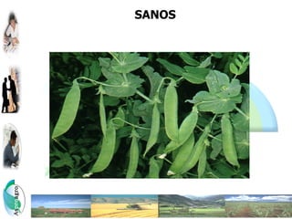 SANOS
 