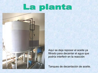 Aquí se deja reposar el aceite ya
filtrado para decantar el agua que
podría interferir en la reacción
Tanques de decantación de aceite.
 