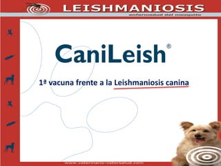 1ª vacuna frente a la Leishmaniosis canina
 
