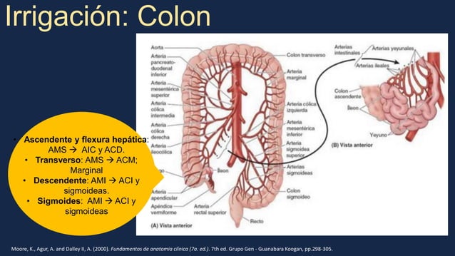 charla-cirugia-anatom-a-irrigaci-n-y-drenaje-de-colon-y-recto-pptx