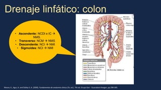 Charla cirugia Anatom a Irrigaci n y drenaje de Colon y Recto PPT