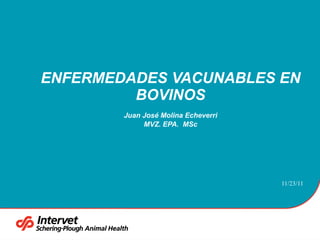 ENFERMEDADES VACUNABLES EN BOVINOS Juan José Molina Echeverri MVZ. EPA.  MSc 