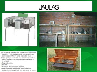 Charla conejos | PPTX