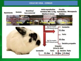 Charla conejos | PPTX