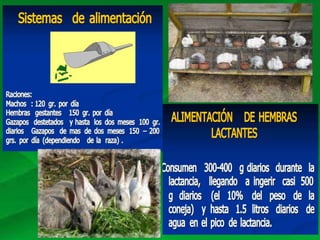Charla conejos | PPTX
