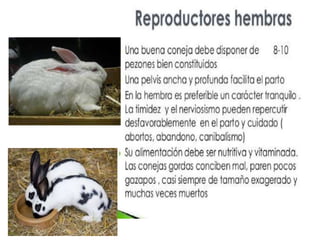 Charla conejos | PPTX