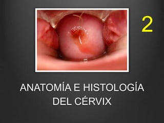 ANATOMÍA E HISTOLOGÍA
DEL CÉRVIX
2
 