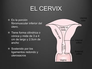EL CERVIX
Es la porción
fibromuscular inferior del
útero.
Tiene forma cilíndrica o
cónica y mide de 3 a 4
cm de largo y 2.5cm de
ancho
Sostenido por los
ligamentos redondo y
uterosacros
 