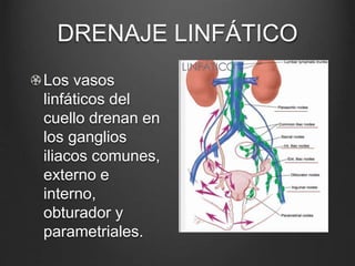 DRENAJE LINFÁTICO
Los vasos
linfáticos del
cuello drenan en
los ganglios
iliacos comunes,
externo e
interno,
obturador y
parametriales.
 
