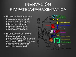 INERVACIÓN
SIMPATICA/PARASIMPATICA
El exocervix tiene escasa
inervación por lo que la
mayoria de las mujeres
toleran muy bien las
biopsias, crioterapia,
electrocauterización.
El endocervix es rico en
fibras simpaticas y
parasimpaticas por lo que al
realizar un AMEU o legrado
endocervical presentan
reacción vaso vagal.
 
