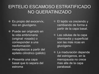EPITELIO ESCAMOSO ESTRATIFICADO
NO QUERATINIZADO
Es propio del exocervix,
rico en glucógeno.
Puede ser originado en
la vida embrionaria
(original -rosado) o
corresponder a una
neoformación
metaplásicos a partir del
epitelio cilíndrico (pálido)
Presenta una capa
basal que lo separa del
estroma
El tejido va creciendo y
cambiando de forma a
partir de la capa basal.
Las células de la capa
intermedia y superficial
son las más ricas en
glucógeno
La maduración depende
del estrógenos, en la
menopausia no crece
mas alla de la capa
parabasal.
 