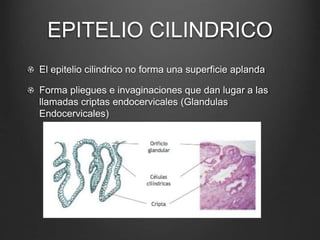 EPITELIO CILINDRICO
El epitelio cilindrico no forma una superficie aplanda
Forma pliegues e invaginaciones que dan lugar a las
llamadas criptas endocervicales (Glandulas
Endocervicales)
 