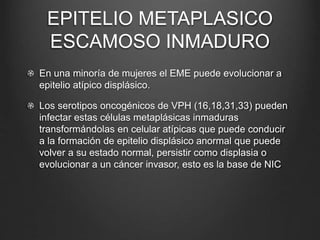 EPITELIO METAPLASICO
ESCAMOSO INMADURO
En una minoría de mujeres el EME puede evolucionar a
epitelio atípico displásico.
Los serotipos oncogénicos de VPH (16,18,31,33) pueden
infectar estas células metaplásicas inmaduras
transformándolas en celular atípicas que puede conducir
a la formación de epitelio displásico anormal que puede
volver a su estado normal, persistir como displasia o
evolucionar a un cáncer invasor, esto es la base de NIC
 