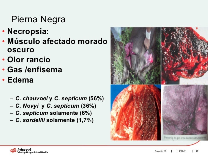 Resultado de imagen para enfermedad pierna negra en bovinos
