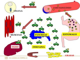 ESTOMAGOPANCREAS
CELULA
MUSCULO
HIGADO
GRASAS
VASO SANGUINEO
INSULINA
 