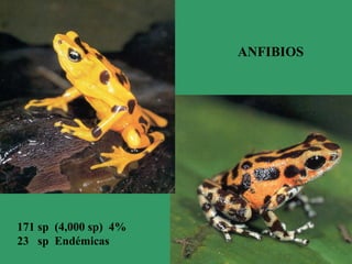 ANFIBIOS
171 sp (4,000 sp) 4%
23 sp Endémicas
 