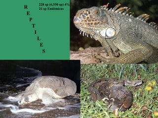 R
E
P
T
I
L
E
S
228 sp (6,550 sp) 4%
24 sp Endémicas
 