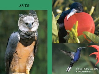 AVES
940 sp ( 9, 672 sp) 10%
8 sp Endémicas
 