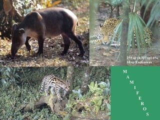 M
A
M
I
F
E
R
O
S
255 sp (4,327 sp) 6%
10 sp Endémicas
 