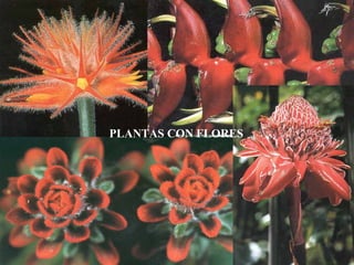 PLANTAS CON FLORES
 