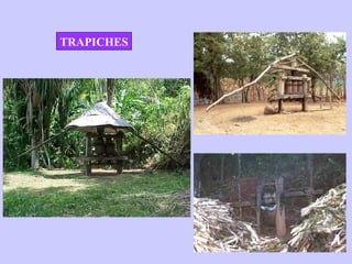 TRAPICHES
 