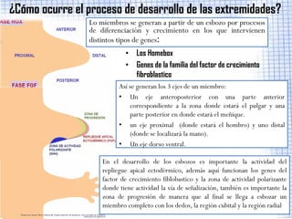 ¿Cómo ocurre el proceso de desarrollo de las extremidades?
                 Lo miembros se generan a partir de un esbozo por procesos
                 de diferenciación y crecimiento en los que intervienen
                 distintos tipos de genes:
                             • Los Homebox
                             • Genes de la familia del factor de crecimiento
                               fibroblastico
                           Así se generan los 3 ejes de un miembro:
                           • Un eje anteroposterior con una parte anterior
                               correspondiente a la zona donde estará el pulgar y una
                               parte posterior en donde estará el meñique.
                           • un eje proximal (donde estará el hombro) y uno distal
                               (donde se localizará la mano).
                           • Un eje dorso ventral.

                     En el desarrollo de los esbozos es importante la actividad del
                     repliegue apical ectodérmico, además aquí funcionan los genes del
                     factor de crecimiento fiblobastico y la zona de actividad polarizante
                     donde tiene actividad la vía de señalización, también es importante la
                     zona de progresión de manera que al final se llega a esbozar un
                     miembro completo con los dedos, la región cubital y la región radial
 
