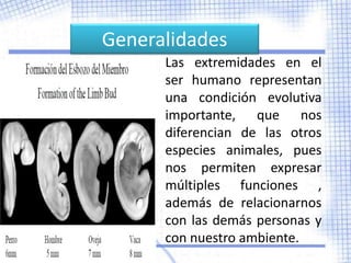 Generalidades
      Las extremidades en el
      ser humano representan
      una condición evolutiva
      importante, que nos
      diferencian de las otros
      especies animales, pues
      nos permiten expresar
      múltiples funciones ,
      además de relacionarnos
      con las demás personas y
      con nuestro ambiente.
 
